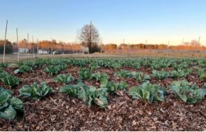 Field of Collards