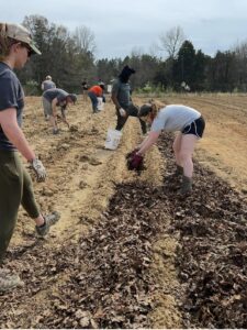 Planting potatoes March 2025