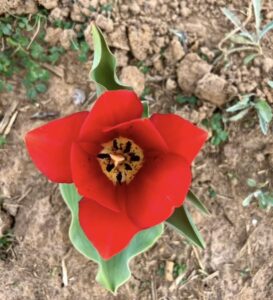 Tulip in bloom