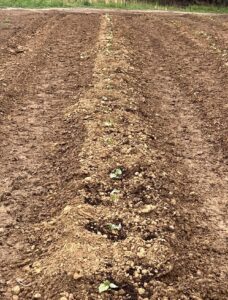 row of newly planted seedings