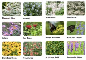 Virginia native plants